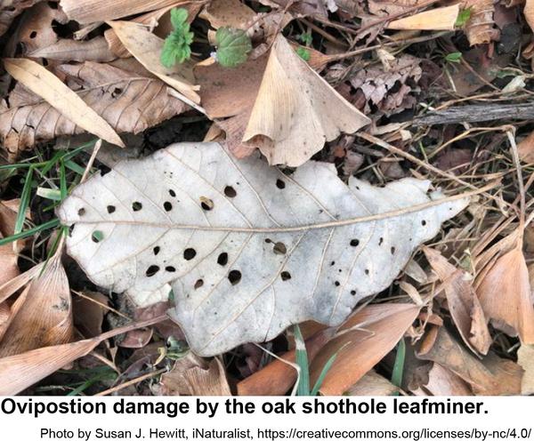 Photo of oviposition damage by oak shothole leafminers