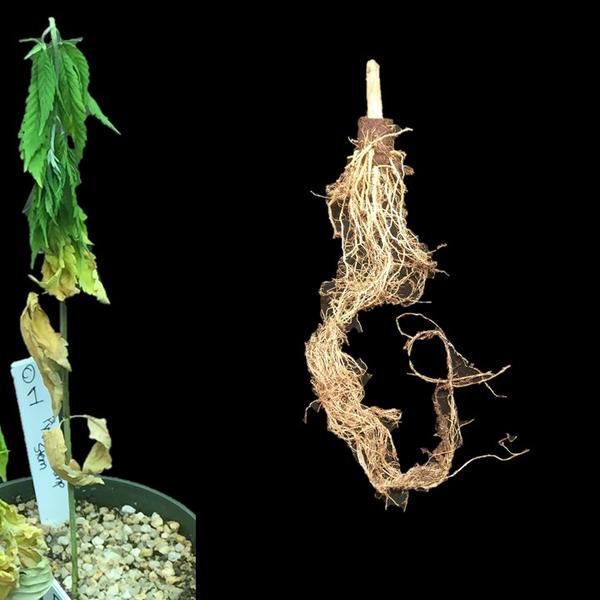 Symptoms of wilt and root rot caused by Pythium sp.