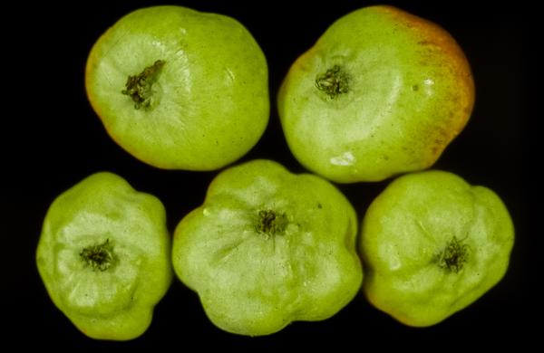 RAA-damaged apples