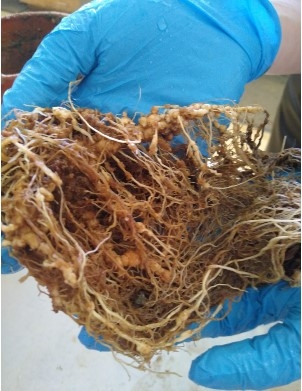 Root galling associated with guava root-knot nematode infected cotton