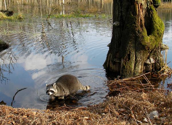 photo of a raccon foraging at swamp edge