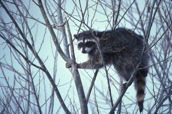 Photo of raccoon in a tree top during winter
