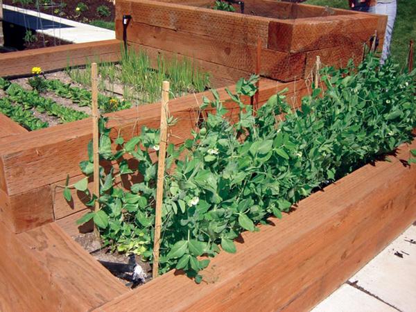 Plants growing in wooden tiered raised beds of various heights.