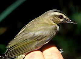 Photo of red-eyed vireo