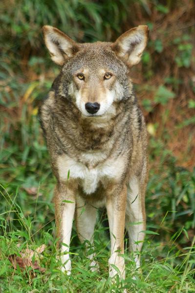 Photo of a redwolf  from a frontal perspective