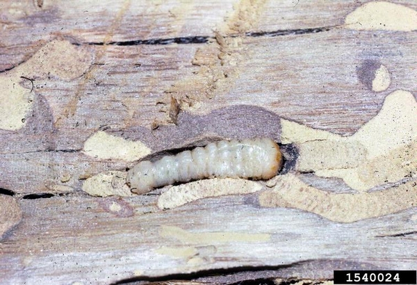 A cream-colored insect rests within a cavity in wood