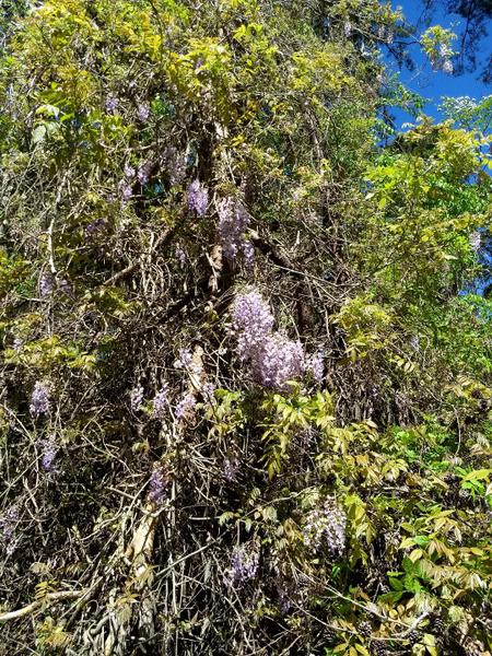 Photo of wisteria