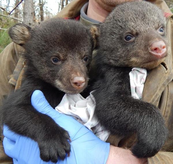 Photo of black bear cubs being held by a researcher