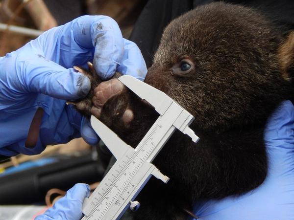 Photo of researchers measuring black bear