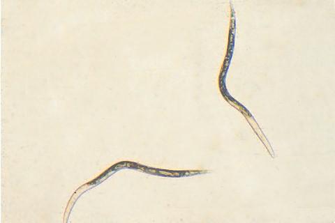 Microscopic view of two second-stage root-knot nematodes
