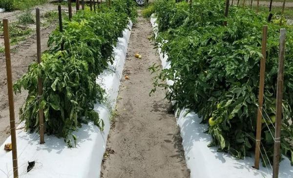 Two rows of tomato, one stunted and wilting due to RKN infection
