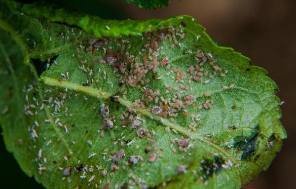 Rosy apple aphids