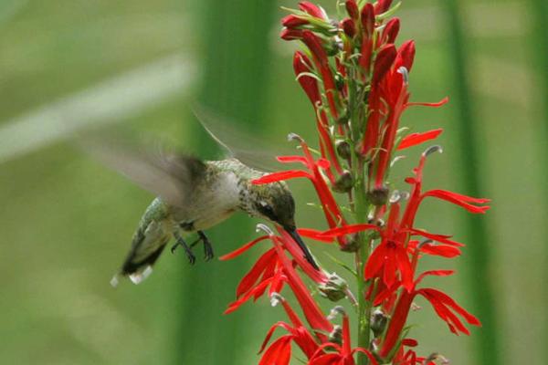 photo of ruby-throated hummingbird on red flower