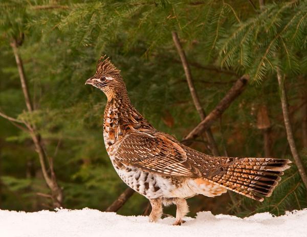 photo of a ruffed grouse in snow with forest in background