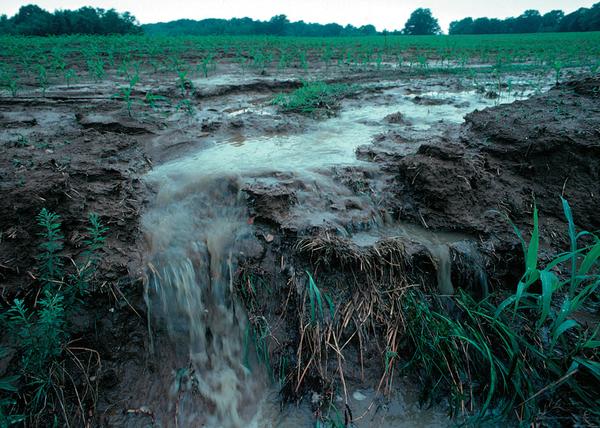 A picture showing erosion of topsoil and rainwater runoff