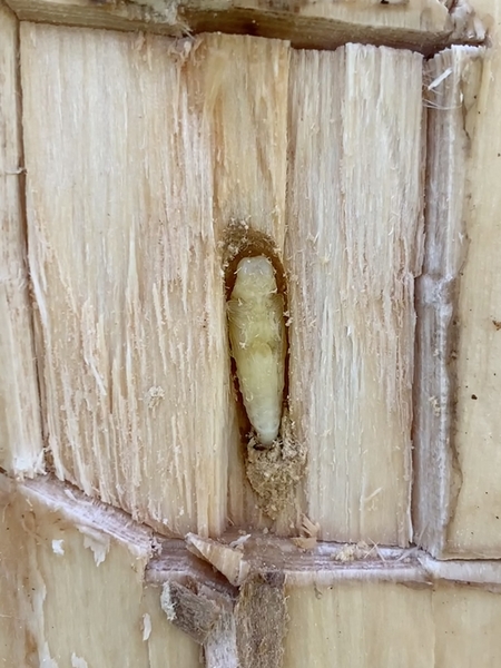 cream colored insect within yellowish wood