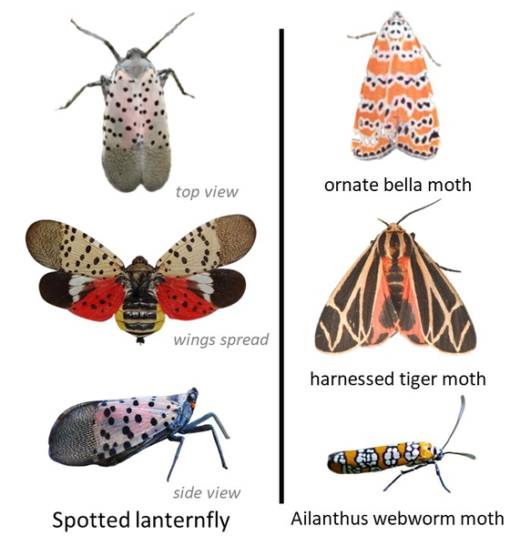 spotted lanternfly next to 3 similarly colored moths