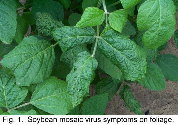 Photo of soybean mosaic virus