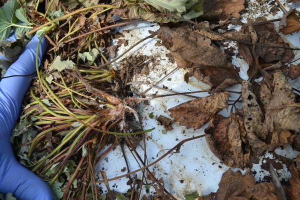 SSB whole plant collapse mycelium