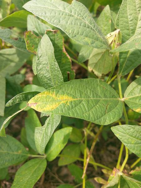Photo of SVNV soybean
