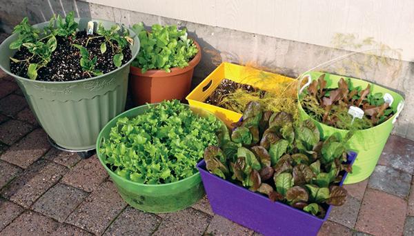 A variety of salad greens growing in containers of various sizes, shapes, and colors