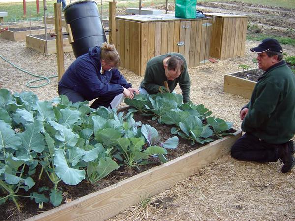 Un pequeño grupo de personas inspecciona las verduras cultivadas en un cantero elevado.