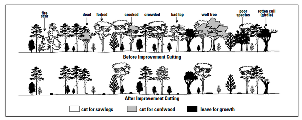 Illustration before and after timber stand improvement