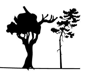 Illustration of two crooked trees