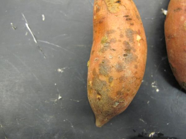 Typical scurf symptoms on sweetpotato.