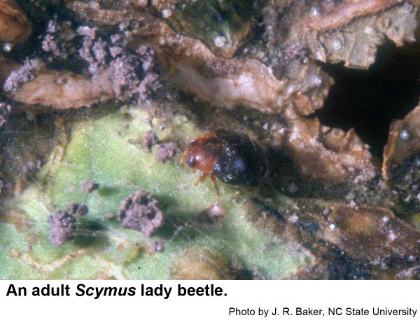 Scymnus lady beetles are small and dark.