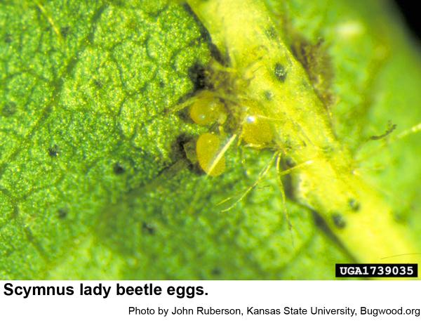 Scymnus lady beetle eggs