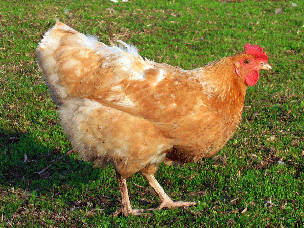 Chicken with light brown and white feathers