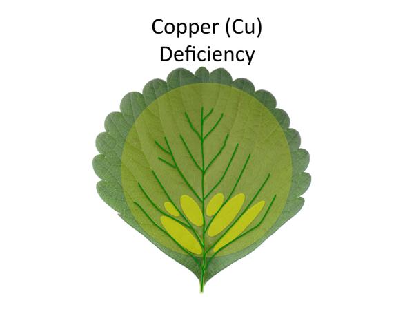 Depiction of copper (Cu) deficiency.