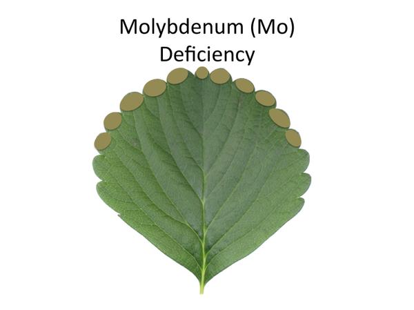 Depiction of molybdenum (Mo) deficiency.