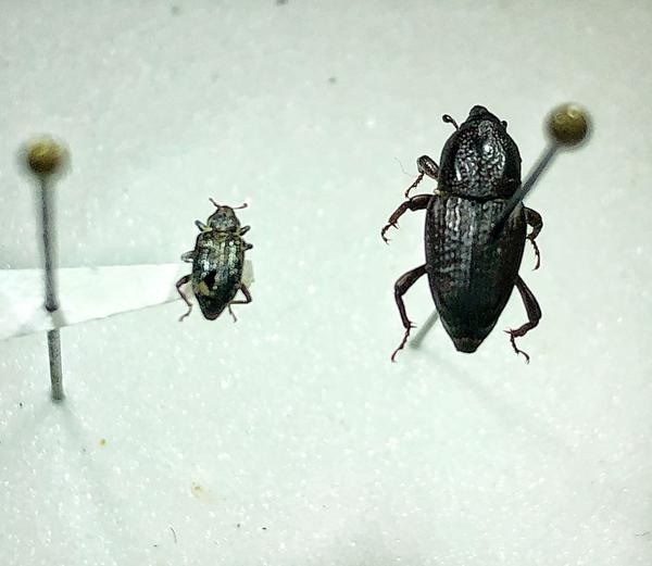 Pinned beetles. Annual bluegrass weevil adult (left), Hunting billbug adult (right)