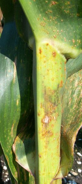 Thumbnail image for Corn Rusts: Common and Southern Rust