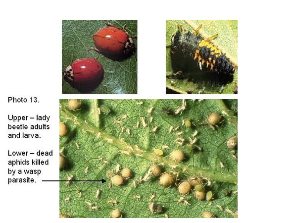 Top photo: lady beetle adults and larva; Bottom: dead aphids