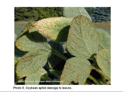 Photo showing soybean aphid damage to leaves