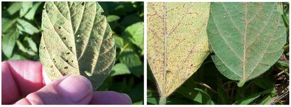 Soybean rust on leaves