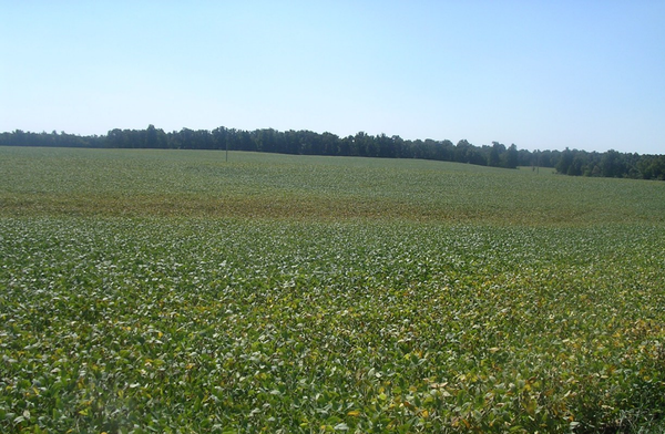 Field of soybean plants affected by lesion nematode