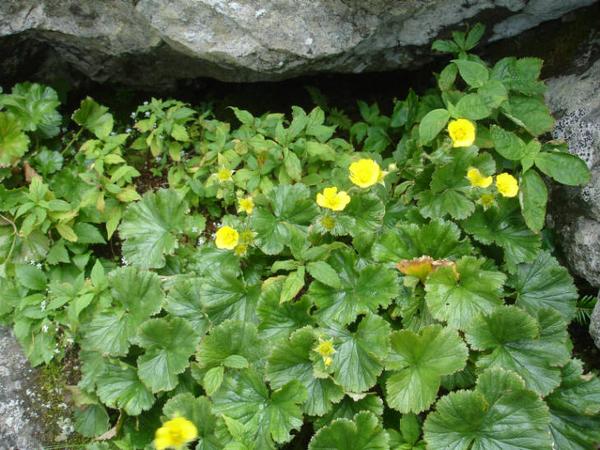 Photo of yellow flowers amongst a spreading avens plant