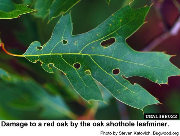 Photo of damage to red oak by oak shothole leafminer