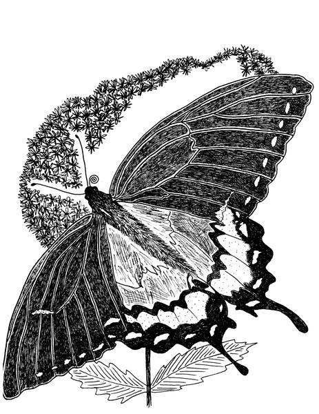 Illustration of swallowtail butterfly.