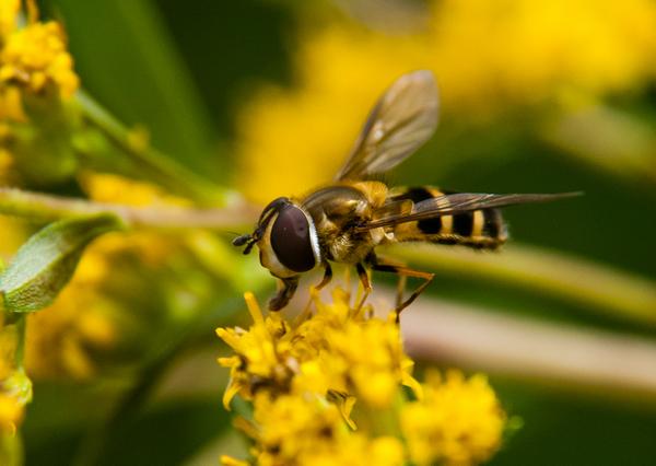 Syrphid fly adult (on goldenrod)