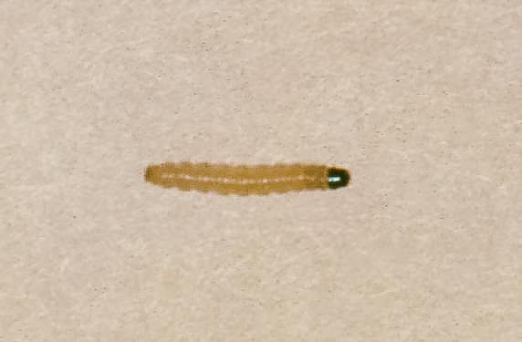 TABM larva