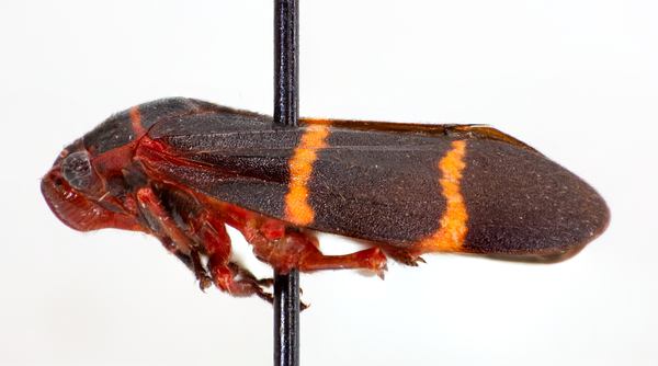 side view of bug with two bold stripes
