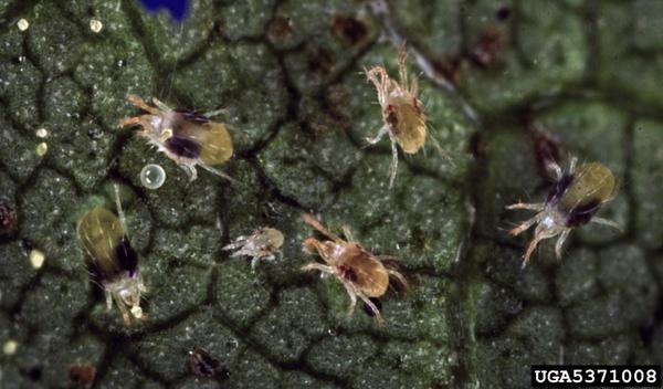 Thumbnail image for Spider Mites in North Carolina Grapes