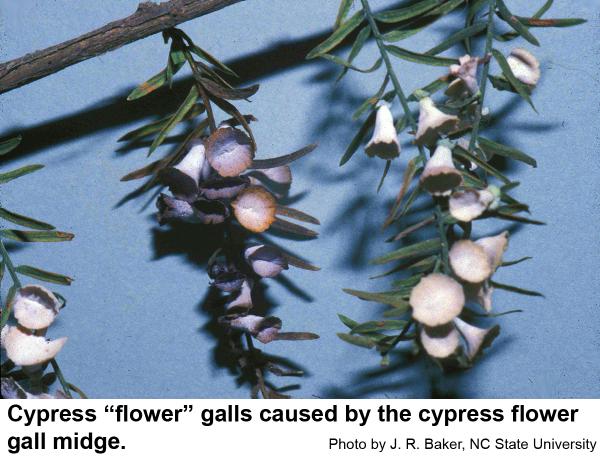 Cypress flower galls caused by the cypress flower gall midge