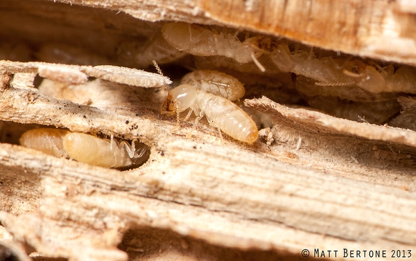 Termites tunneling in a piece of wood.