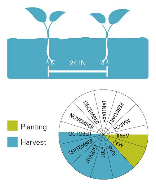 Chart illustrating planting/harvest timeline as well as planting depth for tomatoes